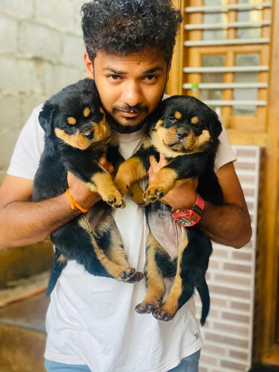 Rottweiler puppies with their handler